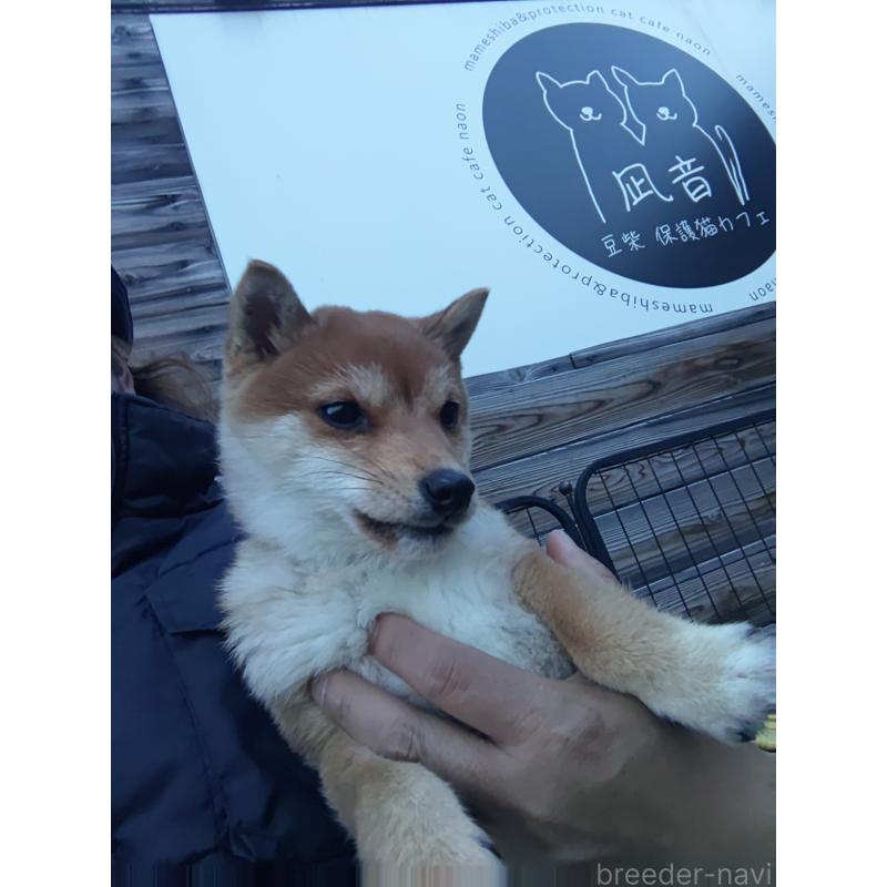 販売中の富山県の豆柴-436827の6枚目