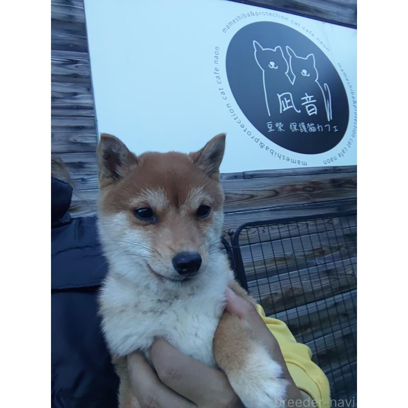 販売中の富山県の豆柴-436827の5枚目