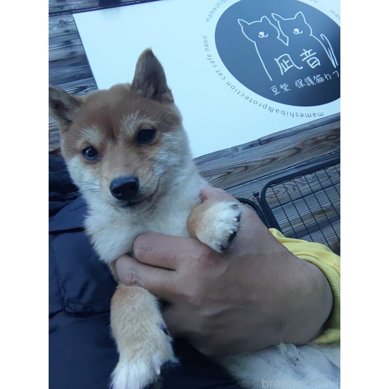 販売中の富山県の豆柴-436827の4枚目