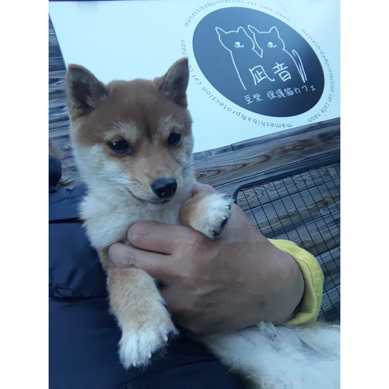 販売中の富山県の豆柴-436827の3枚目