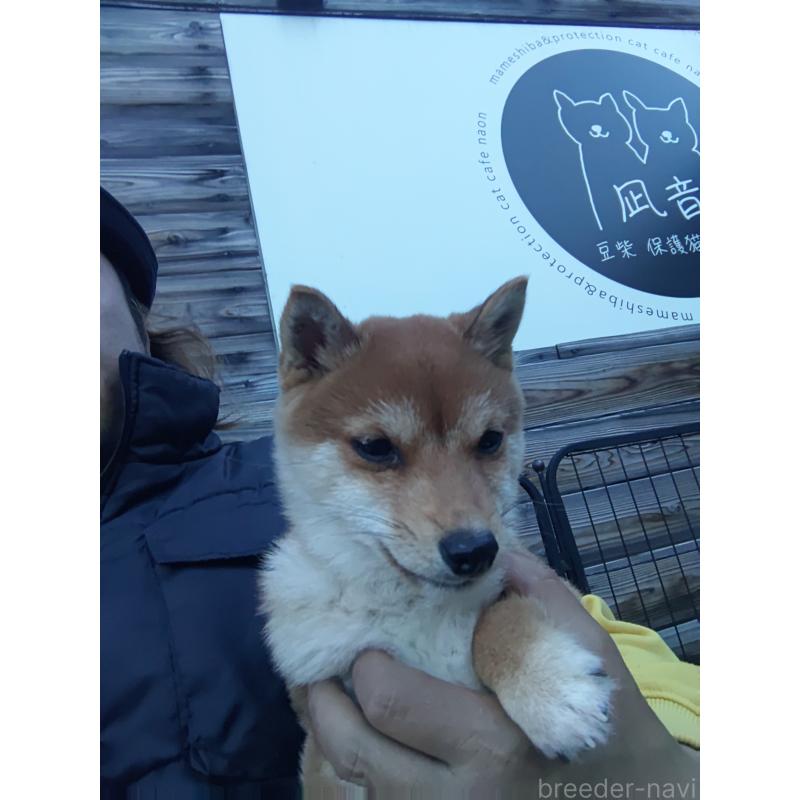 販売中の富山県の豆柴-436827の2枚目