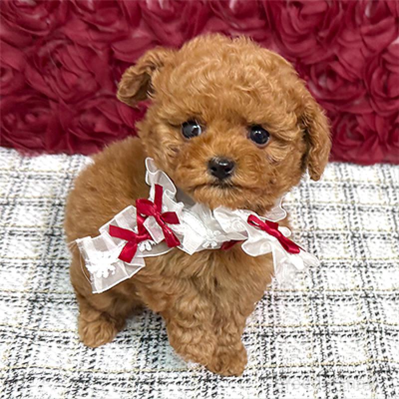 販売中の岡山県のティーカッププードル-453014