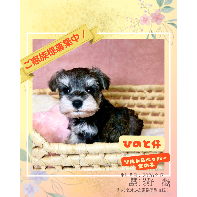 販売中の大阪府のミニチュアシュナウザー-454257