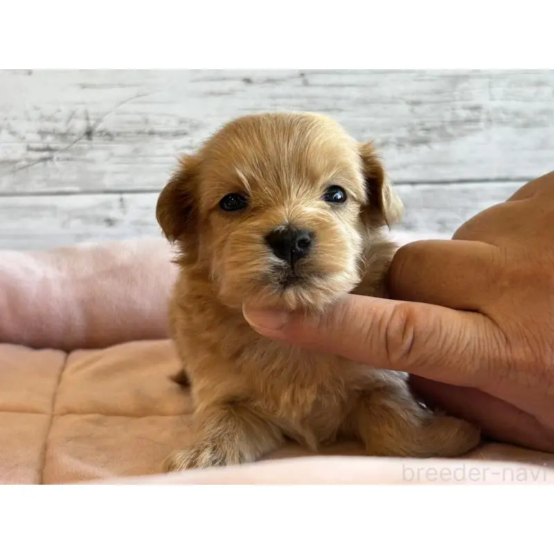 販売中の北海道のマルプー:マルチーズ×トイプードル-456307の6枚目