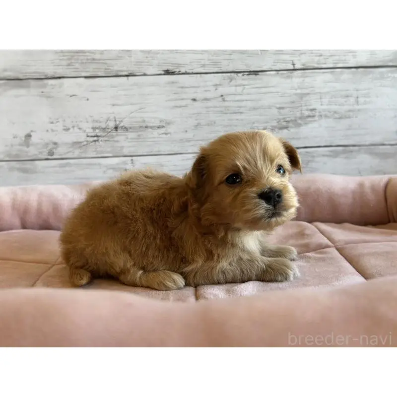 販売中の北海道のマルプー:マルチーズ×トイプードル-456307の5枚目