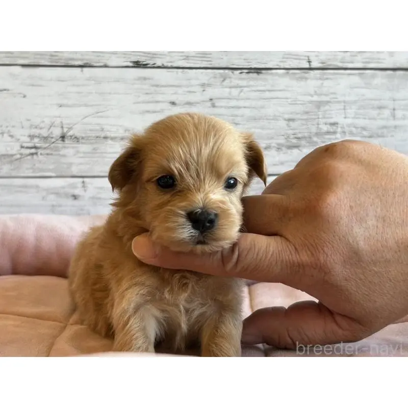 販売中の北海道のマルプー:マルチーズ×トイプードル-456307の4枚目