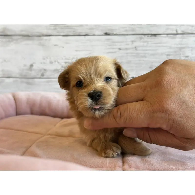 販売中の北海道のマルプー:マルチーズ×トイプードル-456307の3枚目