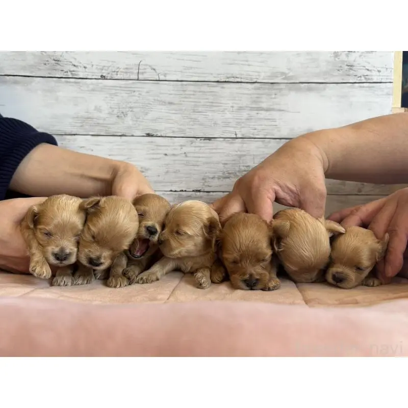 販売中の北海道のマルプー:マルチーズ×トイプードル-456307の2枚目