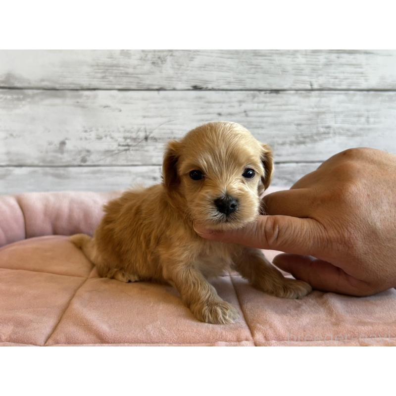 販売中の北海道のマルプー:マルチーズ×トイプードル-456308の6枚目