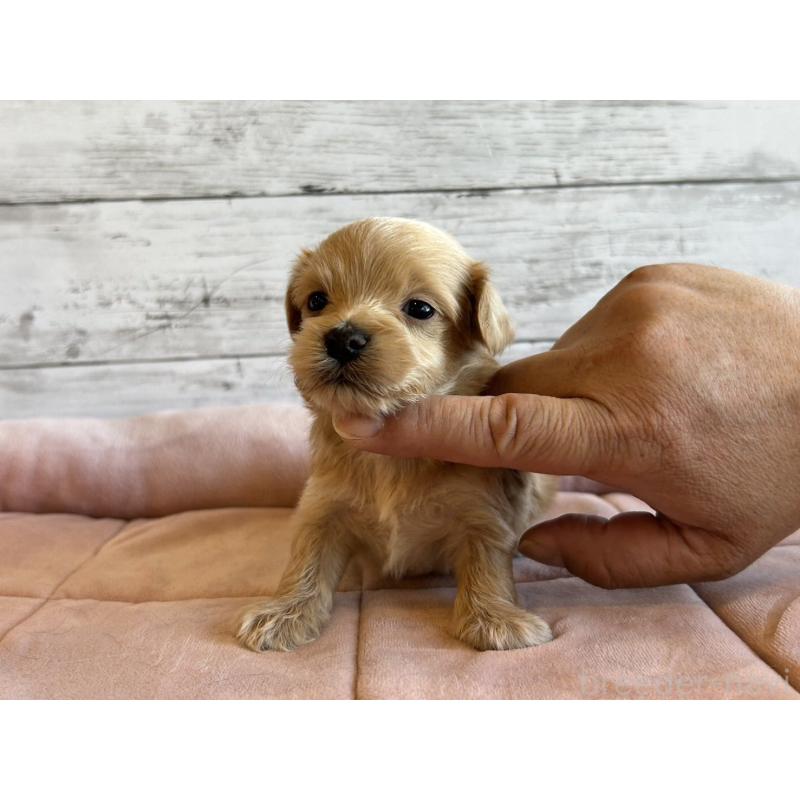 販売中の北海道のマルプー:マルチーズ×トイプードル-456308の5枚目