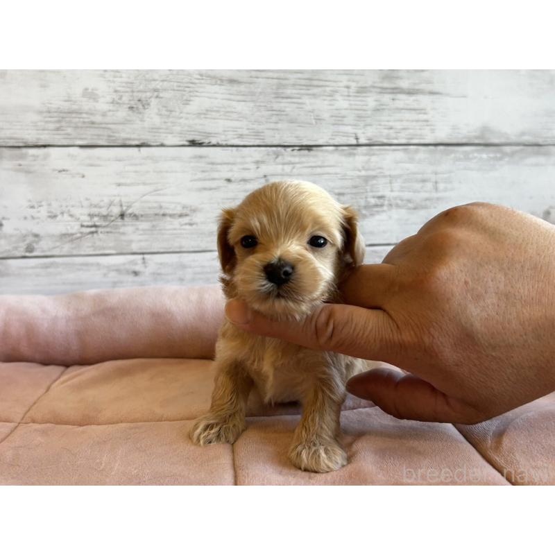 販売中の北海道のマルプー:マルチーズ×トイプードル-456308の4枚目