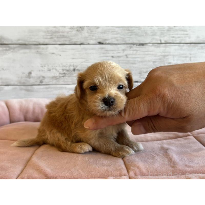 販売中の北海道のマルプー:マルチーズ×トイプードル-456308の3枚目