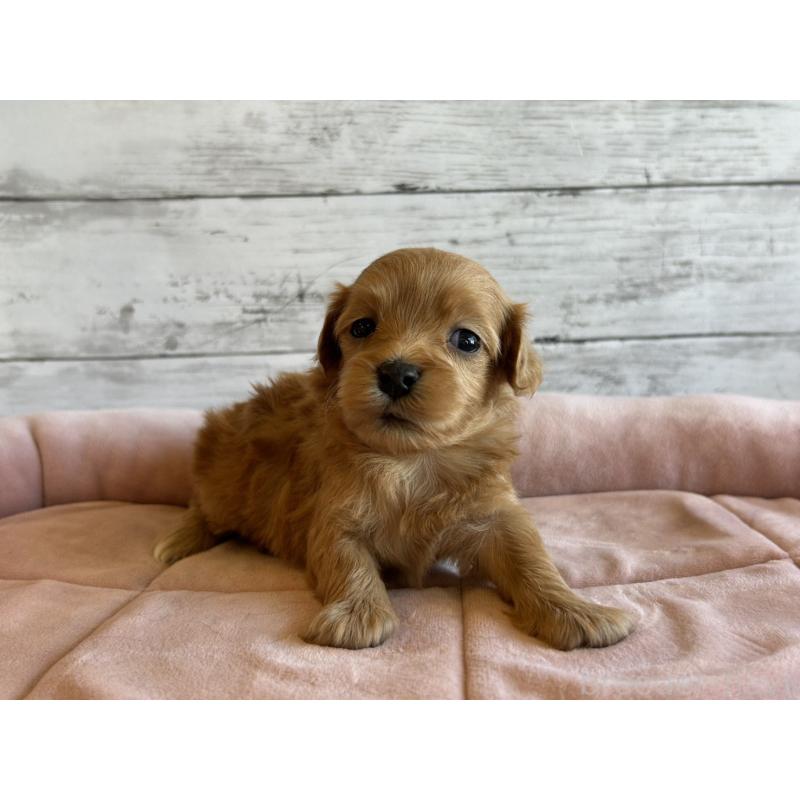 販売中の北海道のマルプー:マルチーズ×トイプードル-456309の6枚目