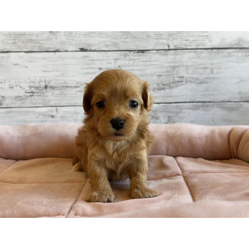 販売中の北海道のマルプー:マルチーズ×トイプードル-456309の5枚目