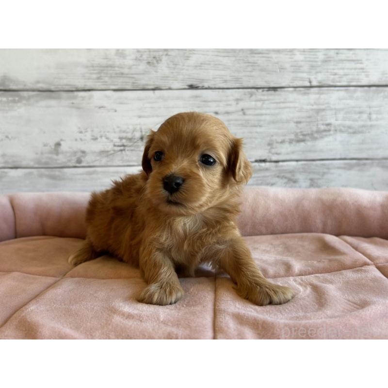 販売中の北海道のマルプー:マルチーズ×トイプードル-456309の4枚目