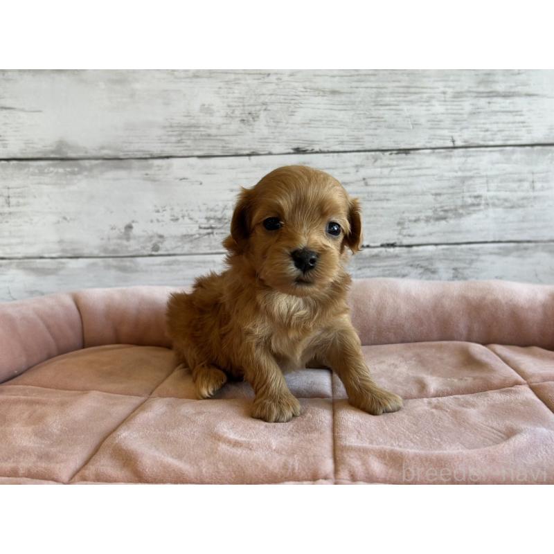 販売中の北海道のマルプー:マルチーズ×トイプードル-456309の3枚目