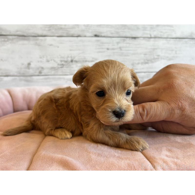 販売中の北海道のマルプー:マルチーズ×トイプードル-456310の6枚目