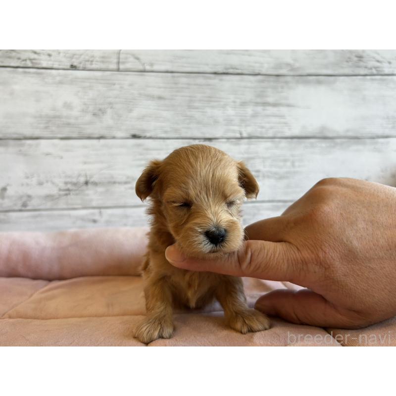 販売中の北海道のマルプー:マルチーズ×トイプードル-456310の5枚目