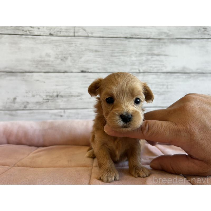 販売中の北海道のマルプー:マルチーズ×トイプードル-456310の4枚目