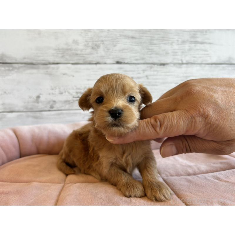 販売中の北海道のマルプー:マルチーズ×トイプードル-456310の3枚目