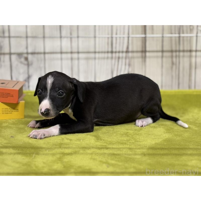 販売中の鹿児島県のイタリアングレーハウンド(イタグレ)-456316の3枚目