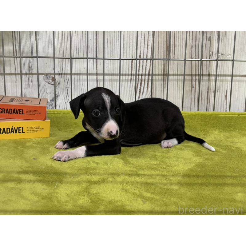 販売中の鹿児島県のイタリアングレーハウンド(イタグレ)-456316の2枚目