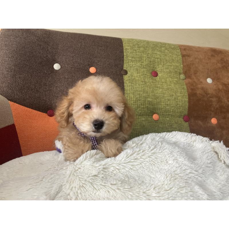 販売中の福岡県のトイプードル-456312の14枚目