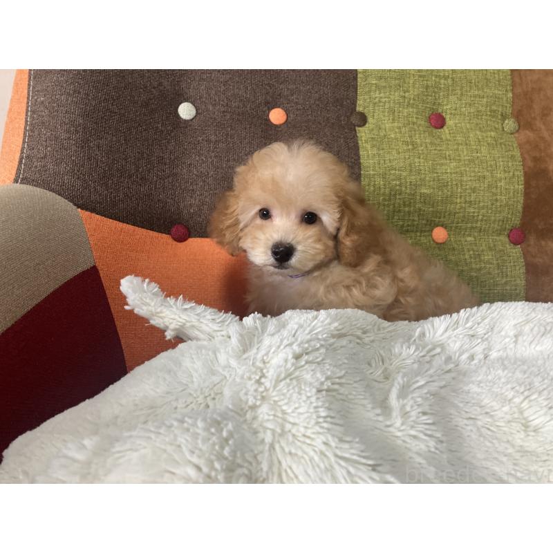 販売中の福岡県のトイプードル-456312の13枚目