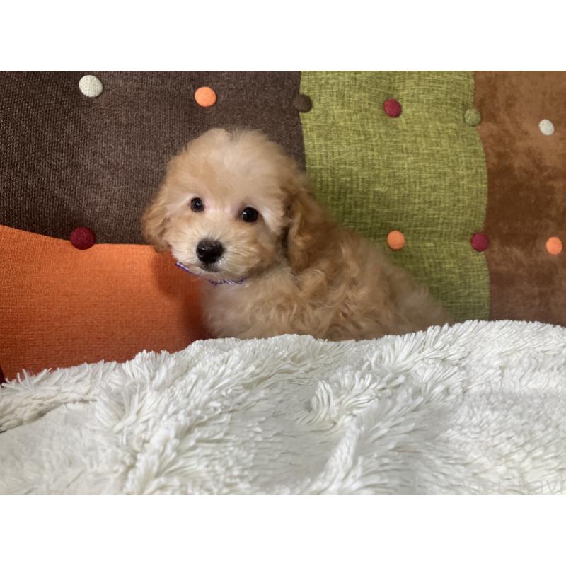 販売中の福岡県のトイプードル-456312の12枚目