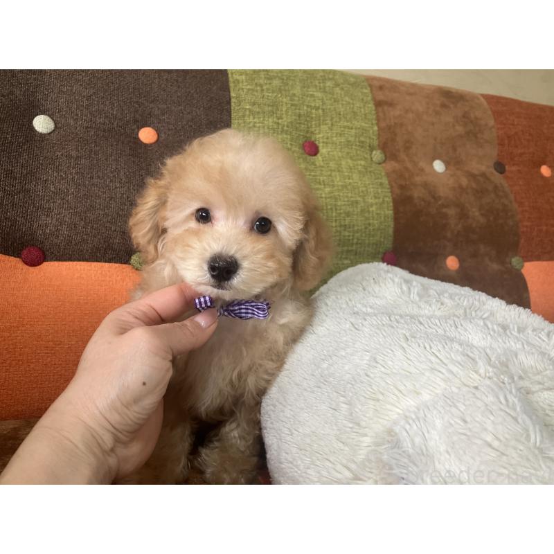 販売中の福岡県のトイプードル-456312の11枚目