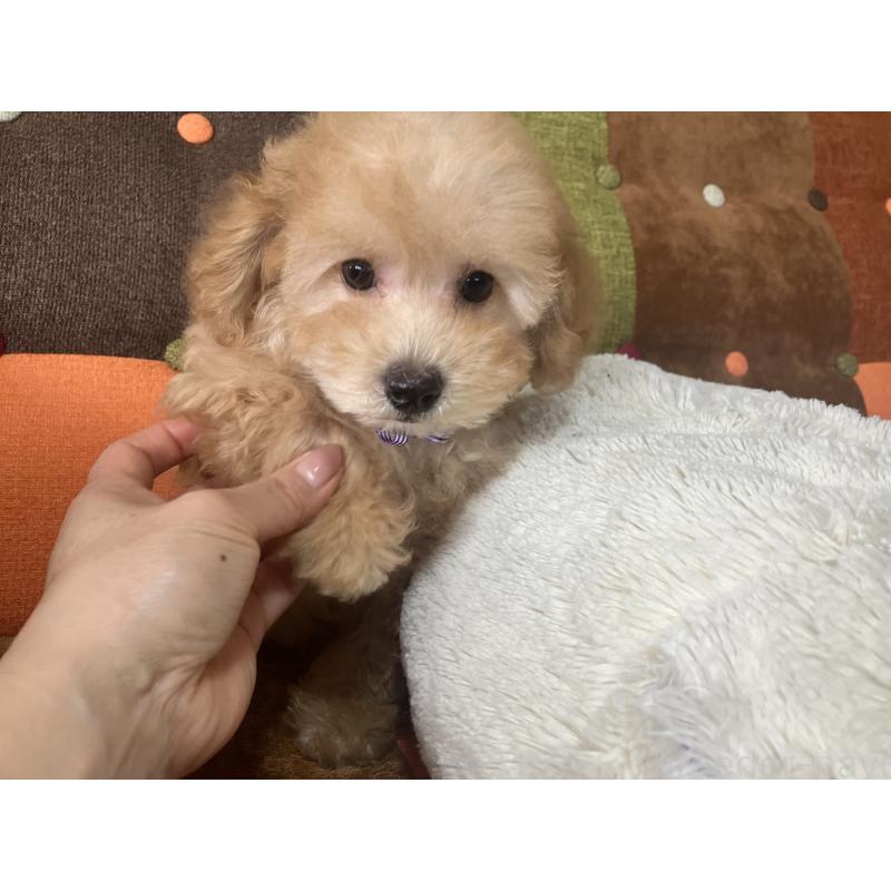 販売中の福岡県のトイプードル-456312の10枚目