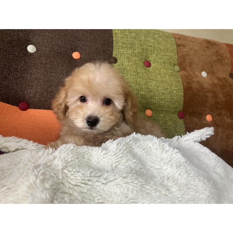 販売中の福岡県のトイプードル-456312の9枚目