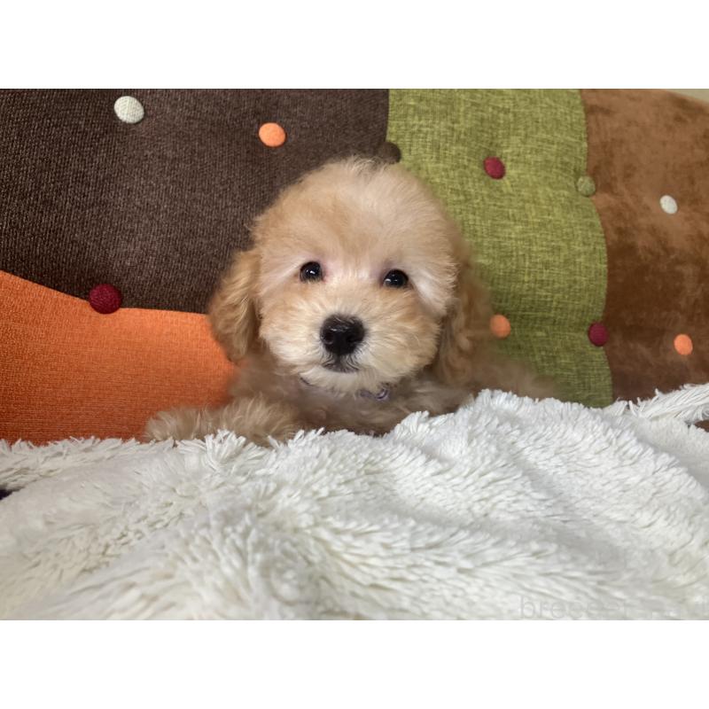 販売中の福岡県のトイプードル-456312の8枚目