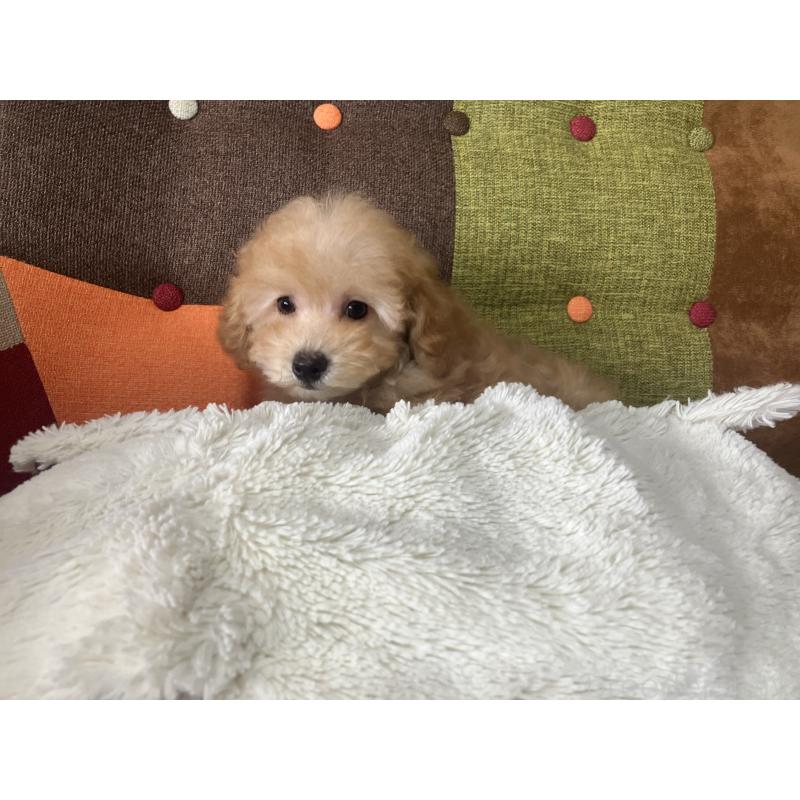 販売中の福岡県のトイプードル-456312の7枚目