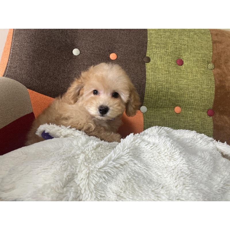 販売中の福岡県のトイプードル-456312の6枚目