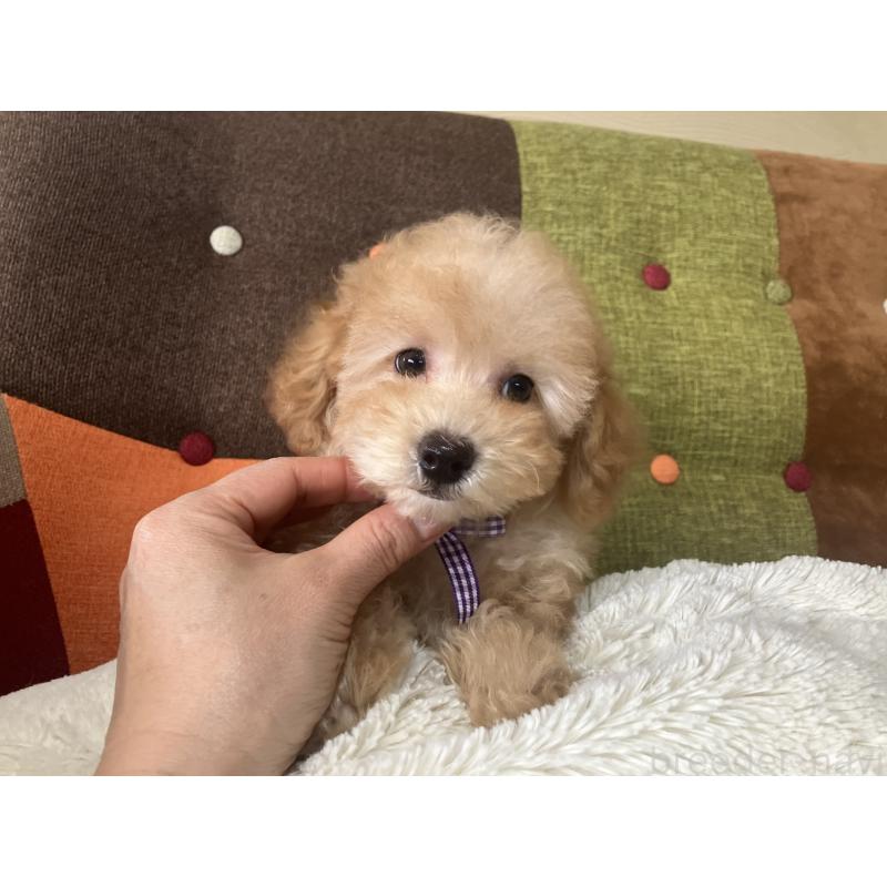 販売中の福岡県のトイプードル-456312の5枚目