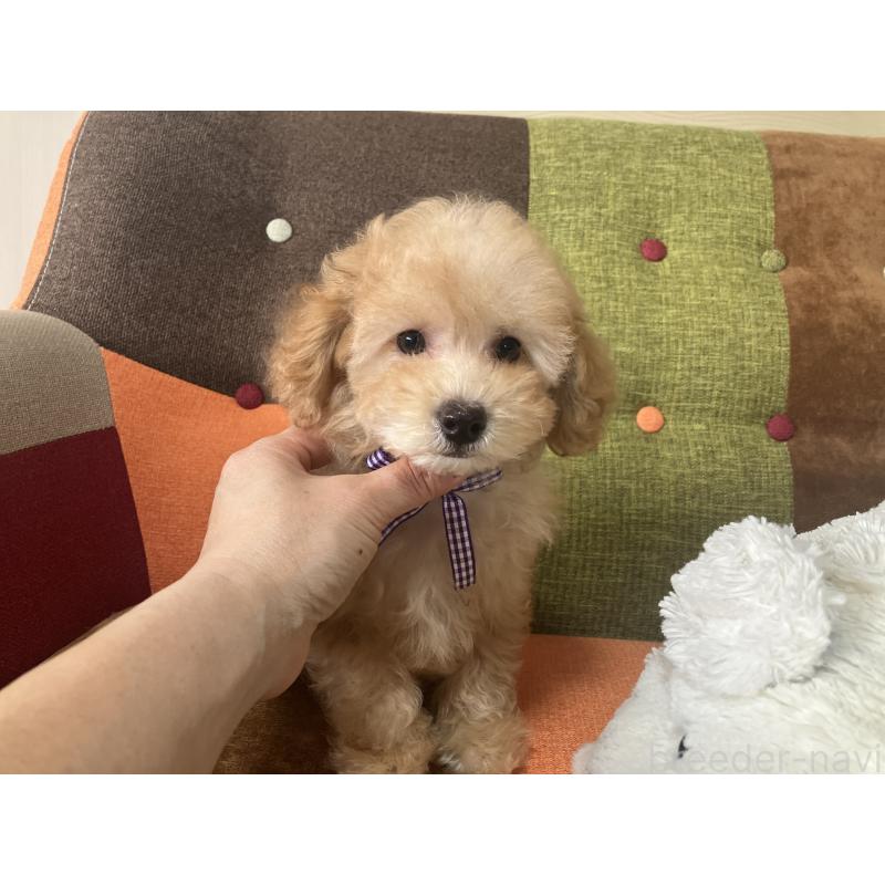 販売中の福岡県のトイプードル-456312の4枚目