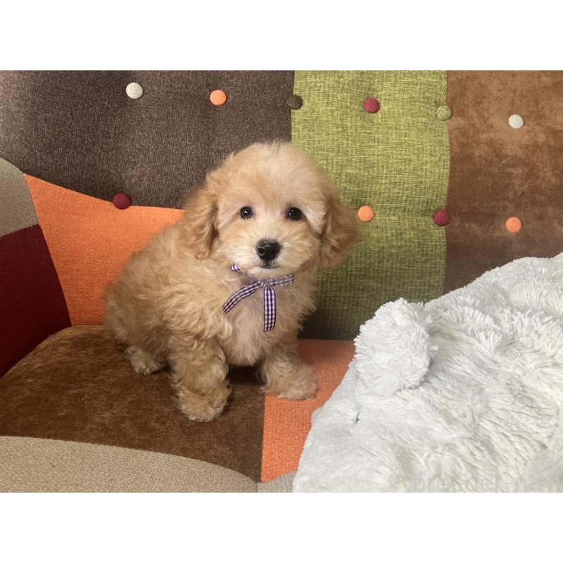 販売中の福岡県のトイプードル-456312の3枚目