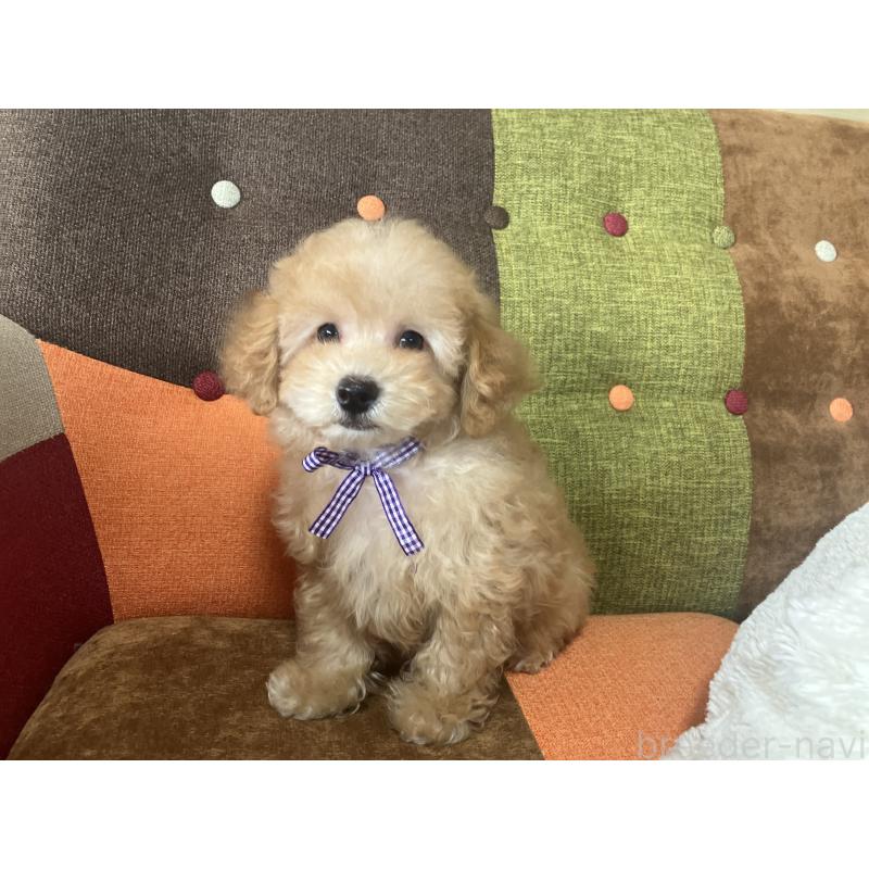 販売中の福岡県のトイプードル-456312の2枚目