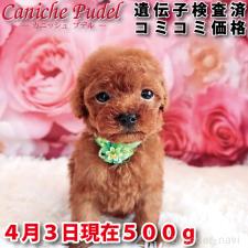 ♀︎トイプードル