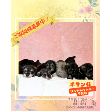 ♀︎ミニチュアシュナウザー