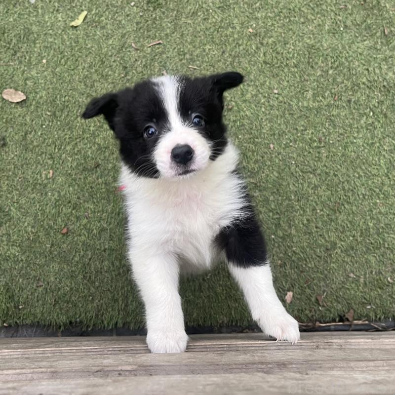 商談中の福岡県のボーダーコリー-456318の6枚目