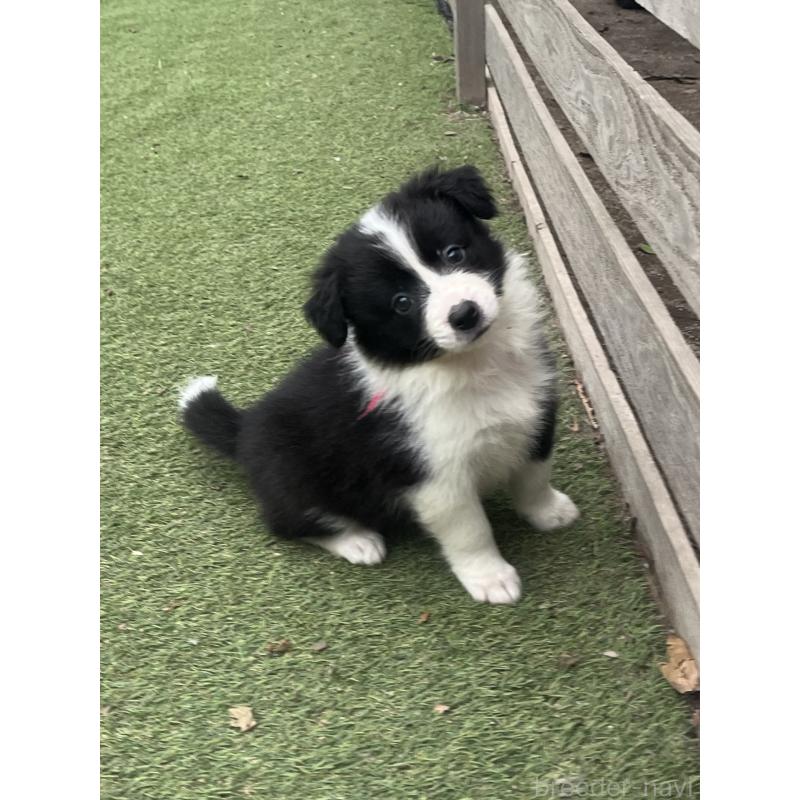 商談中の福岡県のボーダーコリー-456318の5枚目