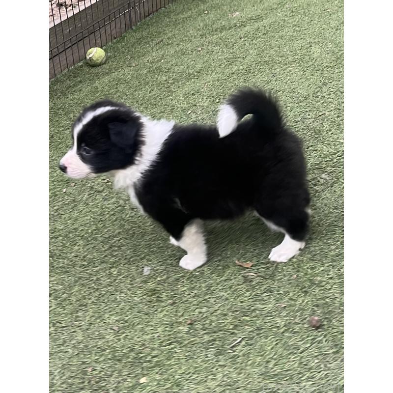 商談中の福岡県のボーダーコリー-456318の4枚目