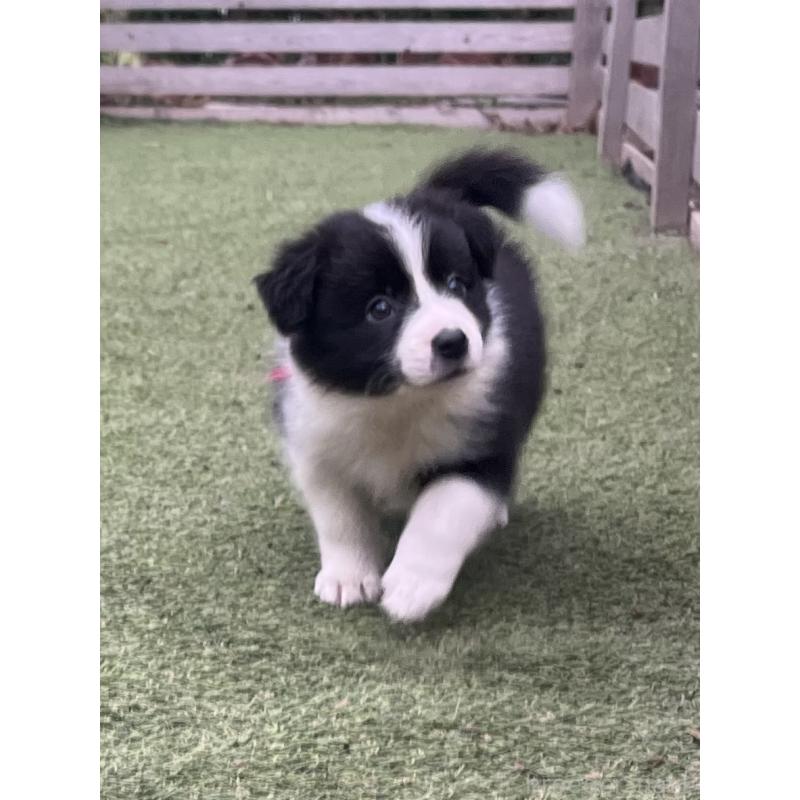 商談中の福岡県のボーダーコリー-456318の3枚目