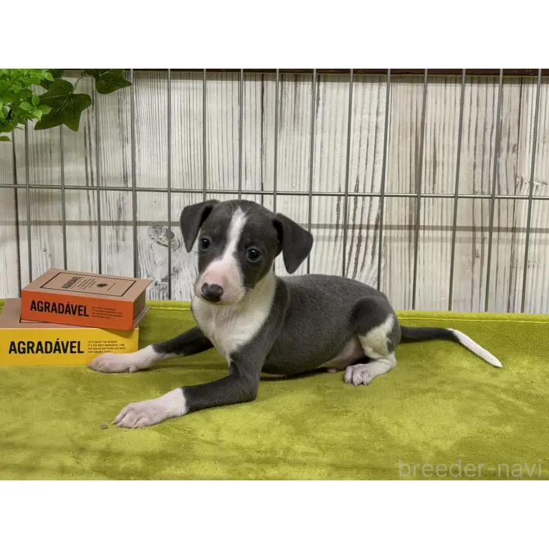 販売中の鹿児島県のイタリアングレーハウンド(イタグレ)-456317の3枚目