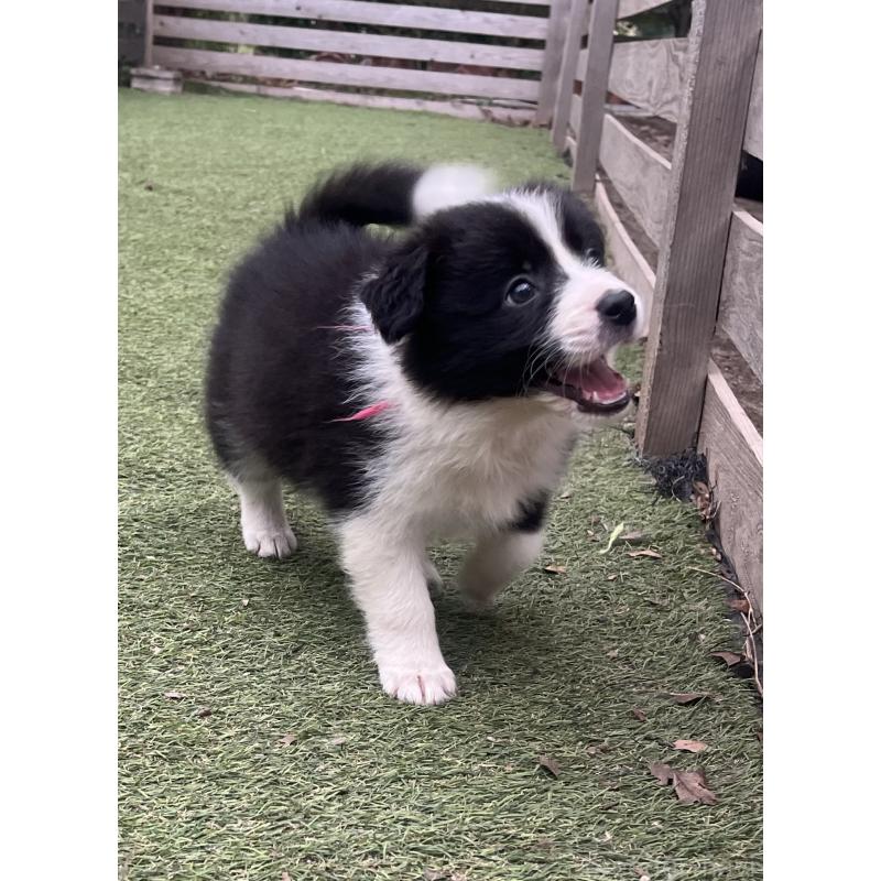 商談中の福岡県のボーダーコリー-456318の2枚目