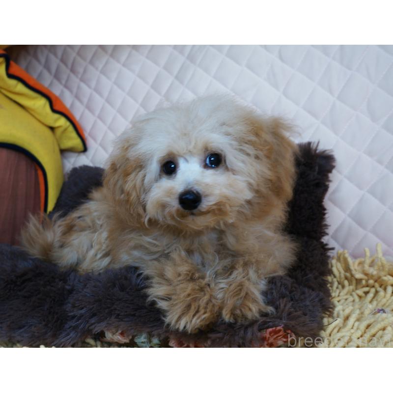 販売中の大阪府のトイプードル-440588
