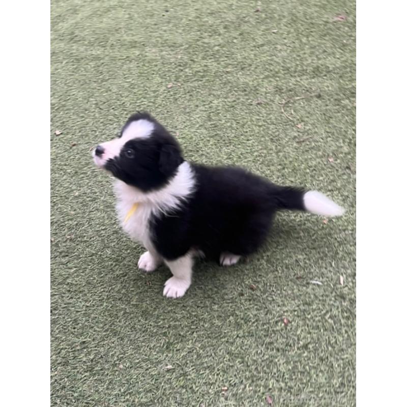 商談中の福岡県のボーダーコリー-456319の6枚目