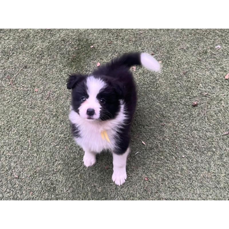 商談中の福岡県のボーダーコリー-456319の5枚目